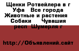 Щенки Ротвейлера в г.Уфа - Все города Животные и растения » Собаки   . Чувашия респ.,Шумерля г.